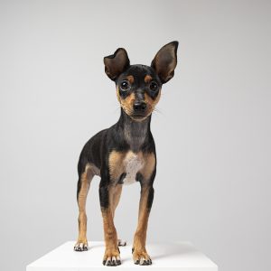 small-dog-being-adorable-portrait-studio